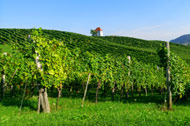 Stunning Vineyards - Zlati Gric