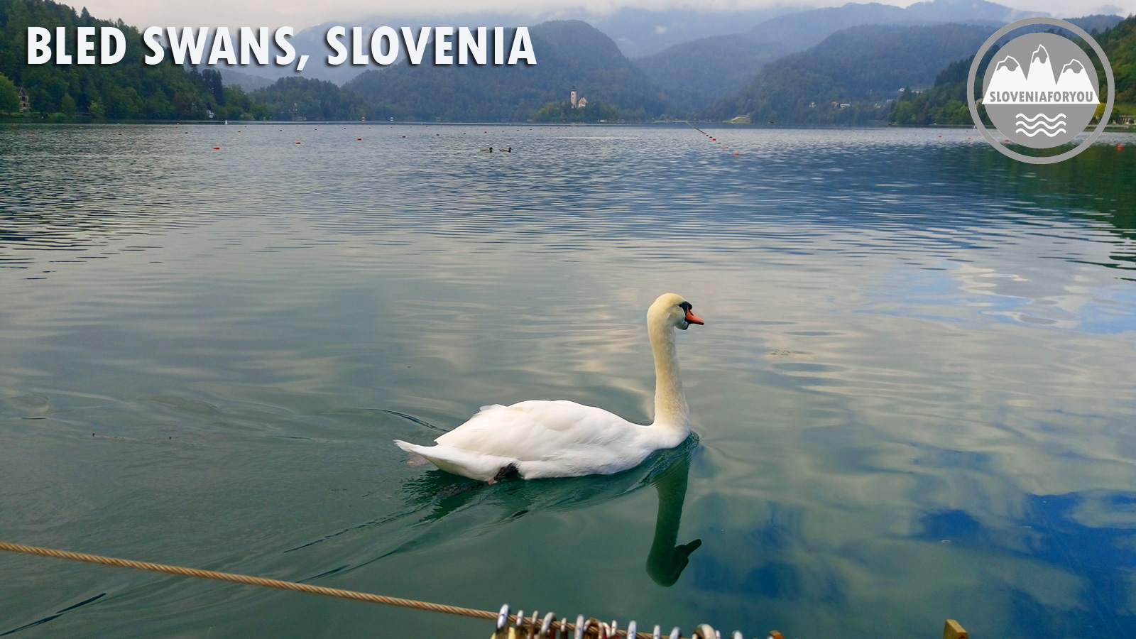 Lake Bled Swans_Sloveniaforyou