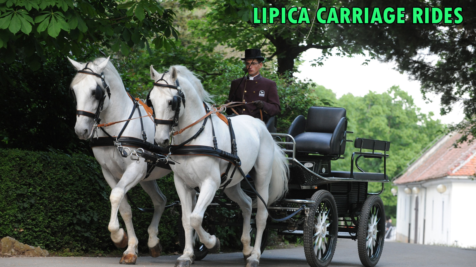 Carriage Rides around Lipica, Sloveniaforyou