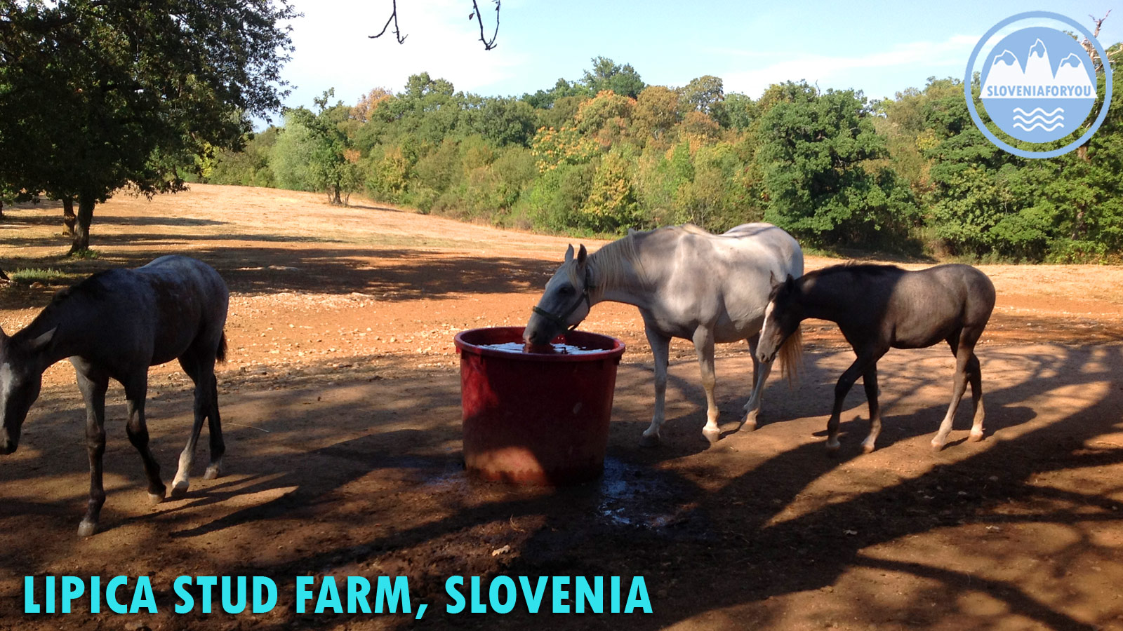 Lipizzaners at Lipica - Sloveniaforyou