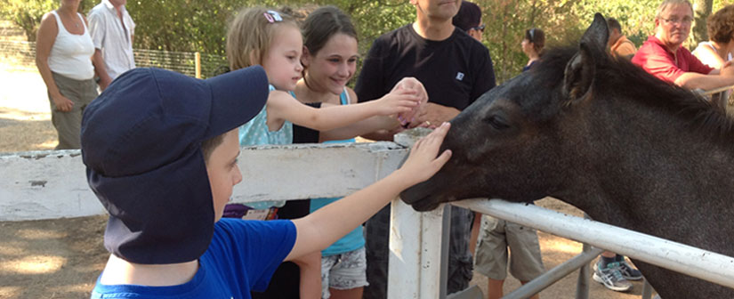Your kids will love Lipica!