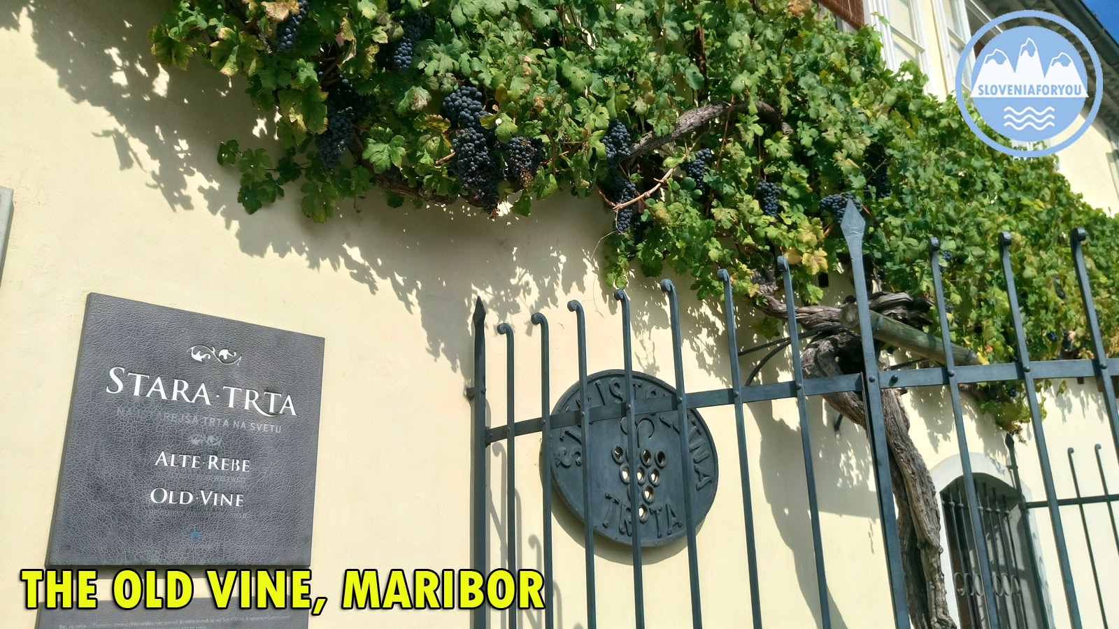 Old Vine in Maribor, Sloveniaforyou