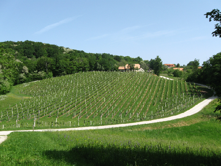 Vines in Bizeljsko - sloveniaforyou Vines in Bizeljsko - sloveniaforyou