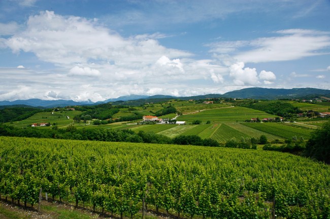 Goriska Brda is known as Slovenia's Tuscany!