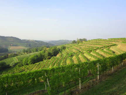 Sweeping hillside vines of Jeruzalem!